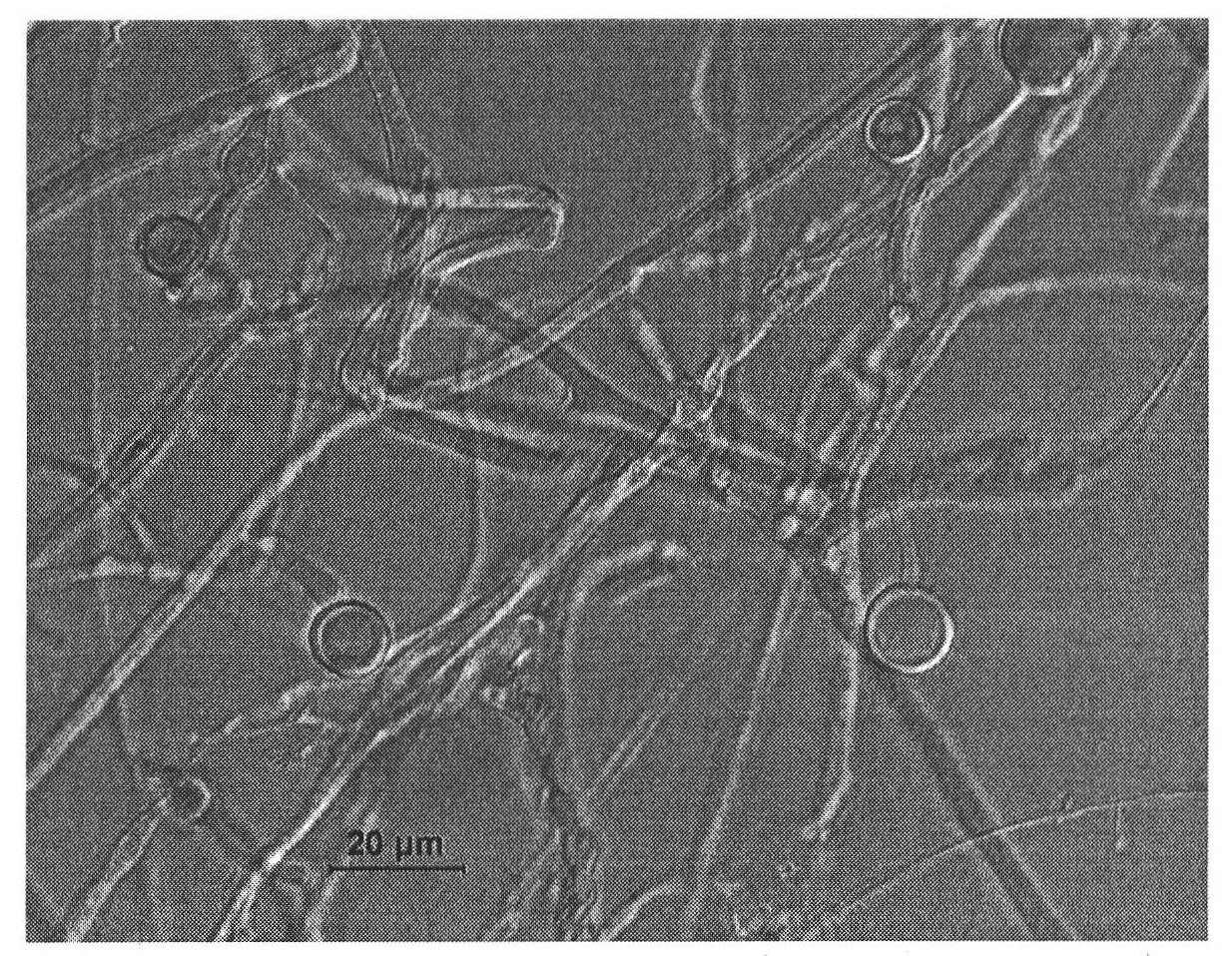 Fungal inoculant for controlling bacterial wilt of tomato and preparation method thereof