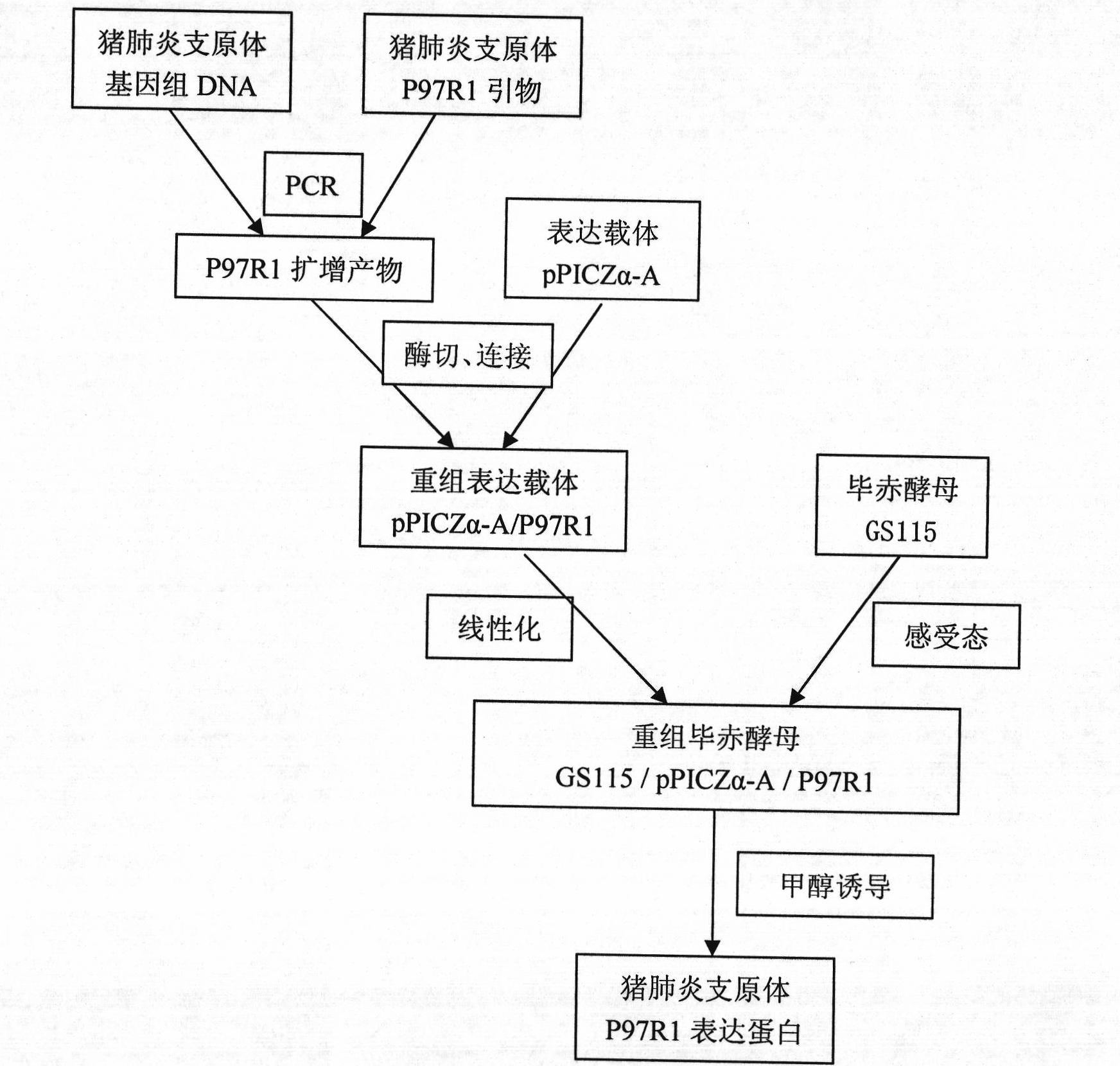 Mycoplasma hyopneumoniae P97R1 gene recombined Pichia pastoris and expression protein