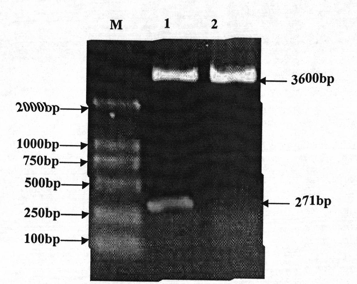 Mycoplasma hyopneumoniae P97R1 gene recombined Pichia pastoris and expression protein