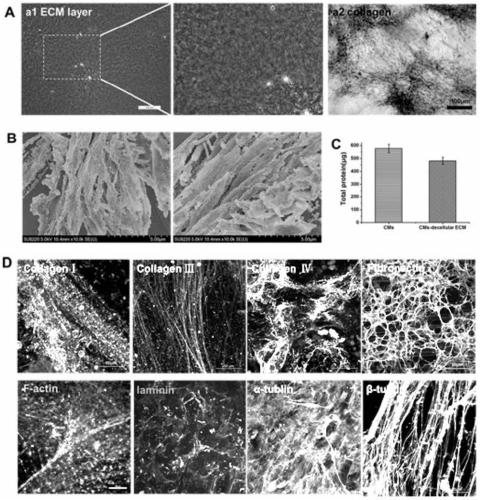 Method for improving efficiency of differentiating brown adipose-derived stem cells into cardiomyocytes