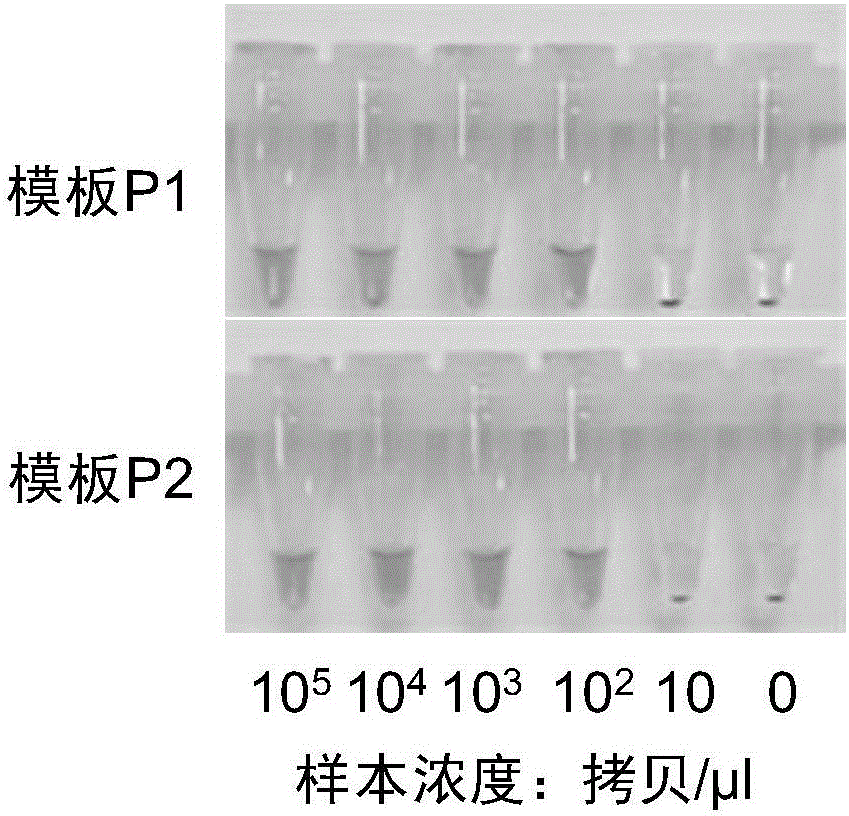 Visualized HLA-B*5801 genotyping detection kit