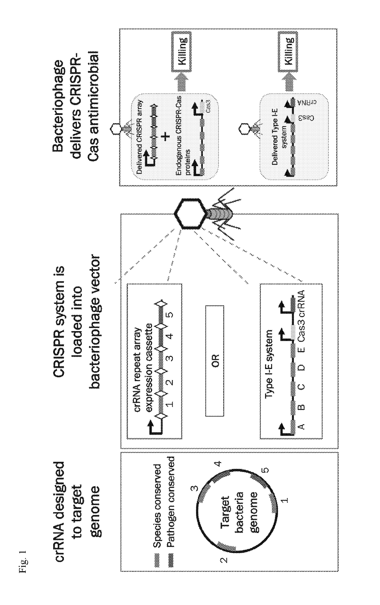 Methods and compositions for efficient delivery of nucleic acids and rna-based antimicrobials