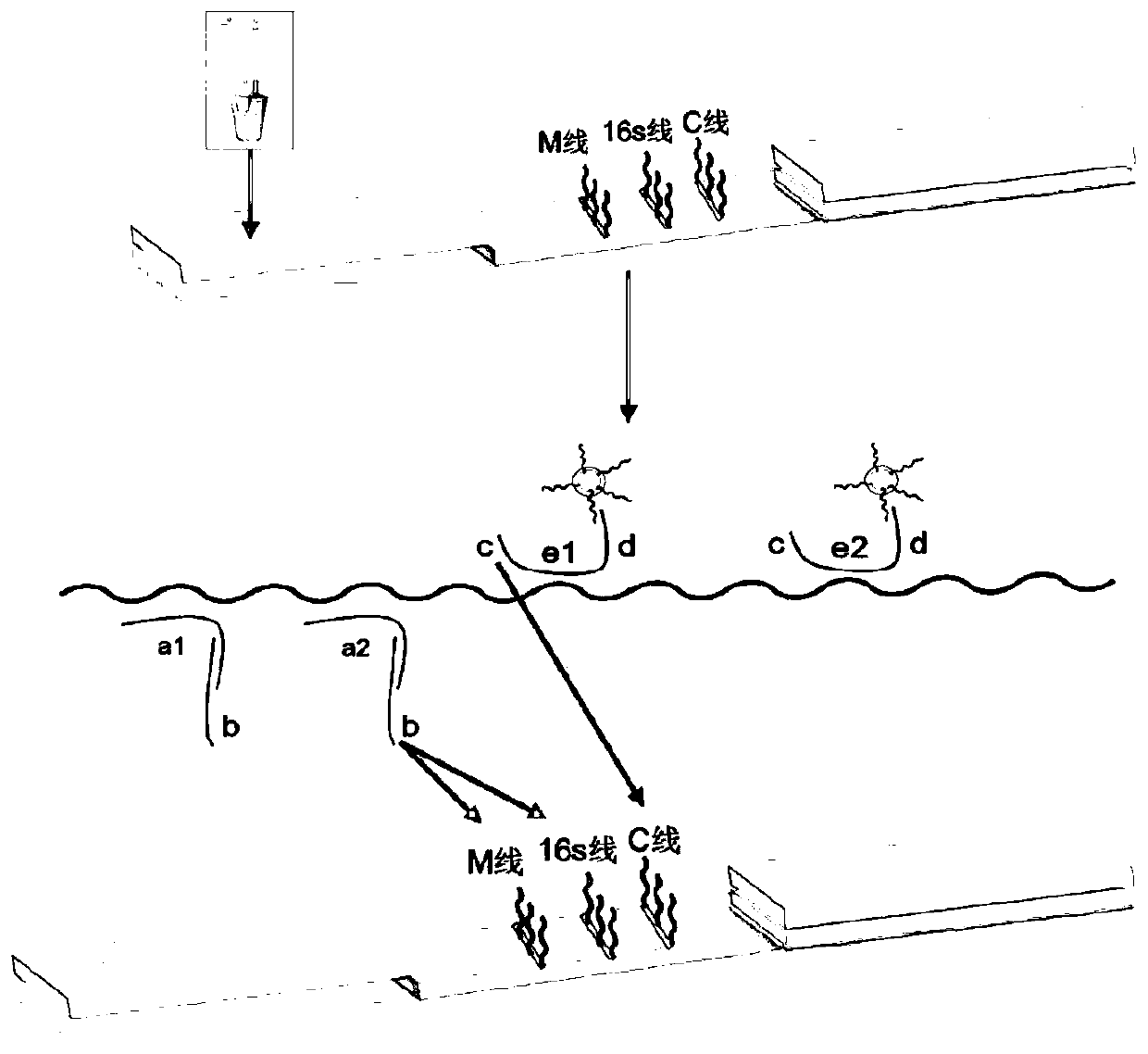 Reagent kit and method for quickly detecting staphylococcus MecA