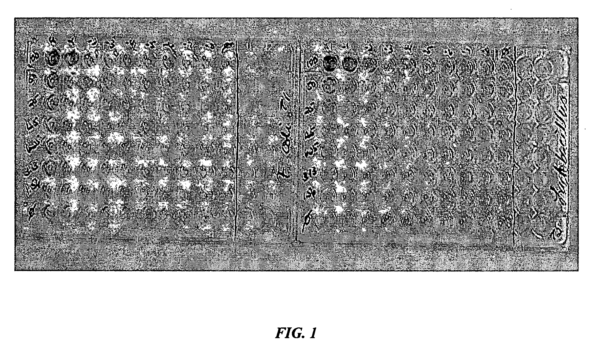 Methods, compositions, and kits for the detection of bacteria in a sample