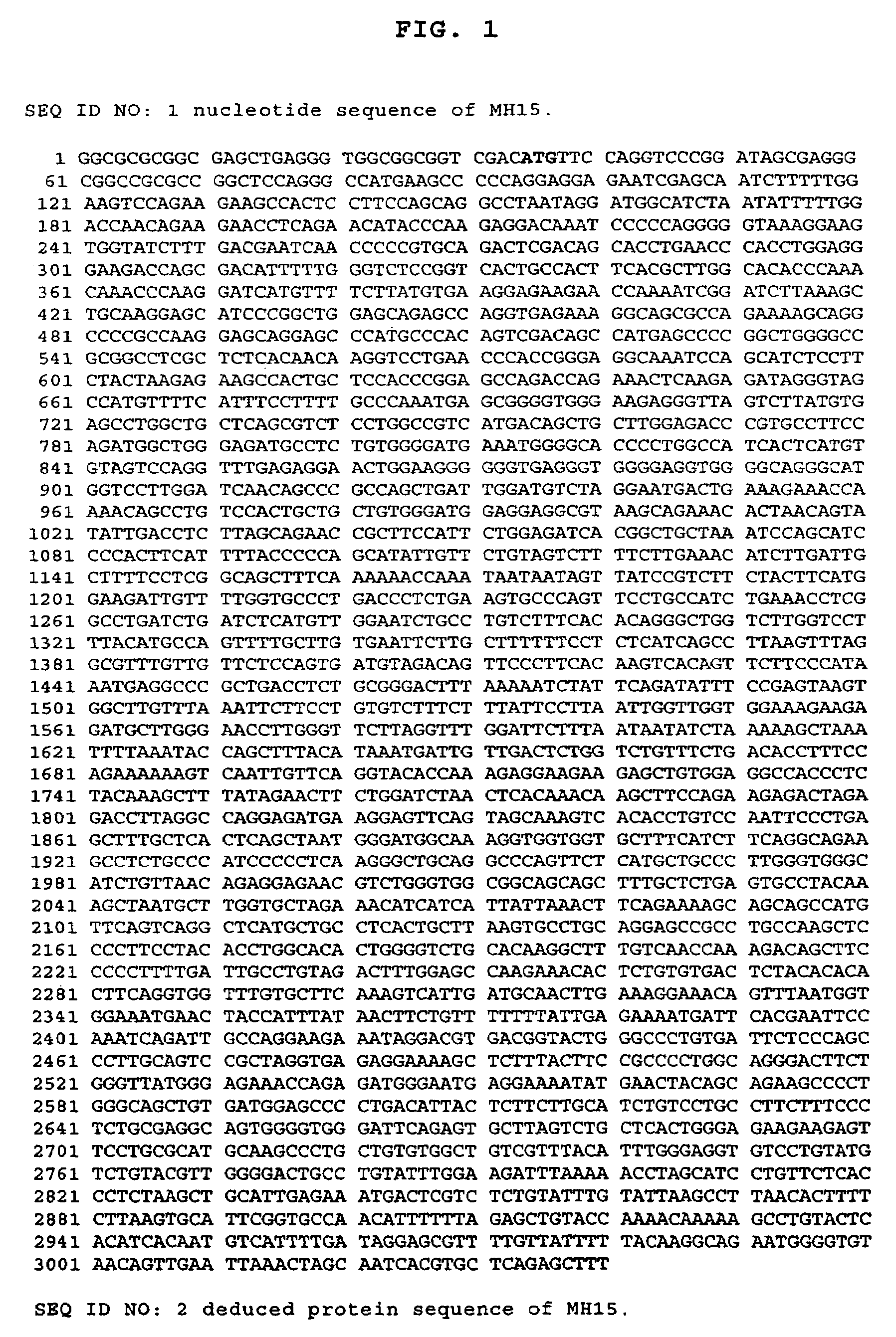 Cancer specific gene MH15