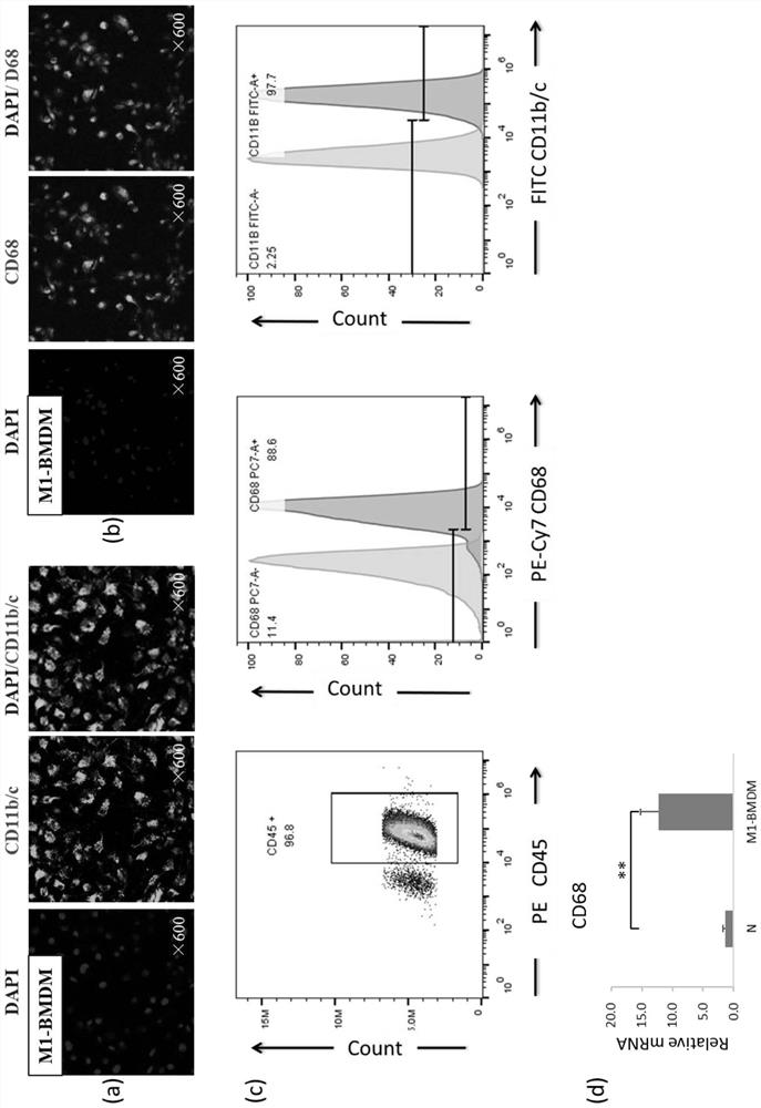 Wnt5a-knock-down M1 type bone marrow-derived macrophage for treating hepatic fibrosis and liver cirrhosis and application of M1 type bone marrow-derived macrophage