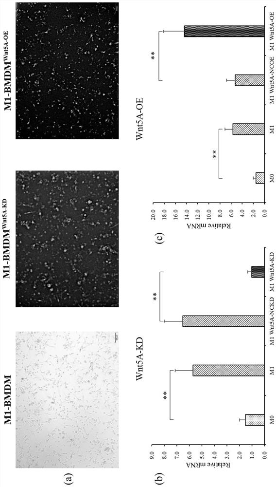 Wnt5a-knock-down M1 type bone marrow-derived macrophage for treating hepatic fibrosis and liver cirrhosis and application of M1 type bone marrow-derived macrophage