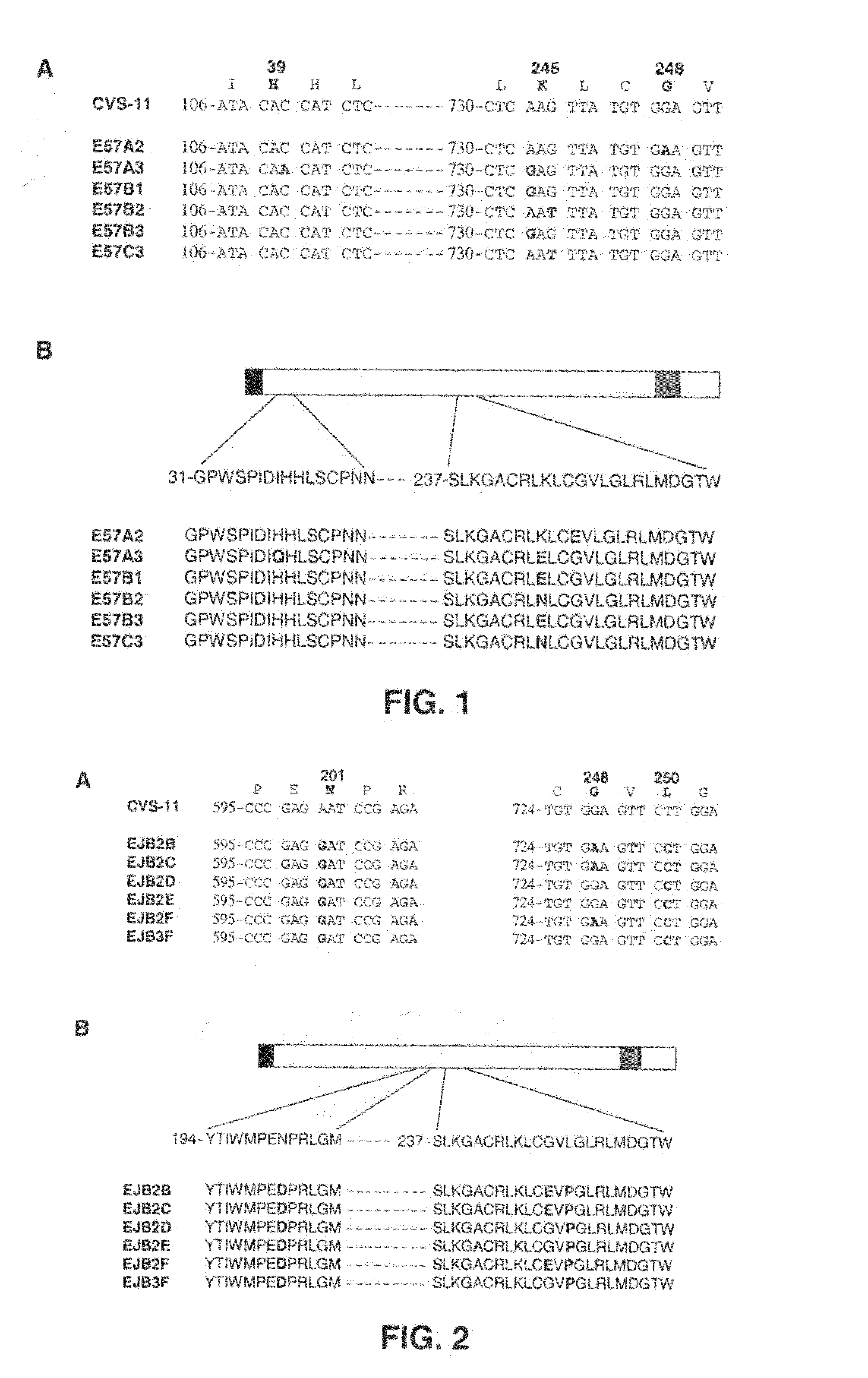 Binding molecules capable of neutralizing rabies virus and uses thereof