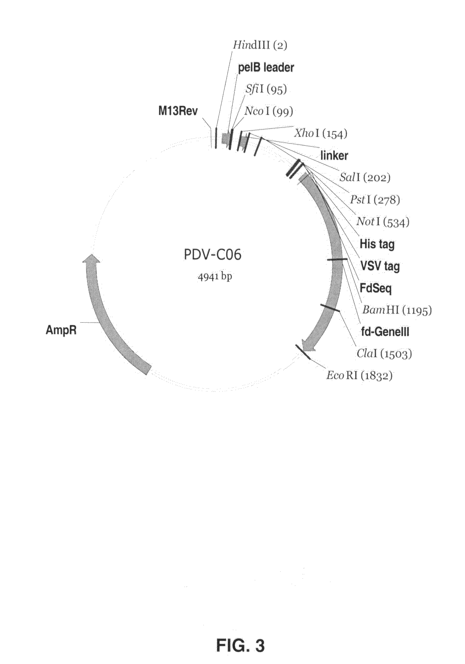 Binding molecules capable of neutralizing rabies virus and uses thereof