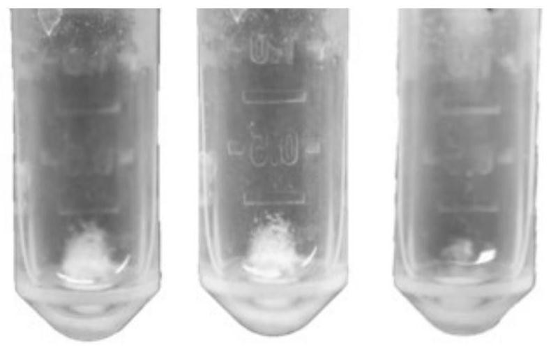 Metabolic enzyme-induced biodegradation method of micro-nanoplastic particles and its product analysis method