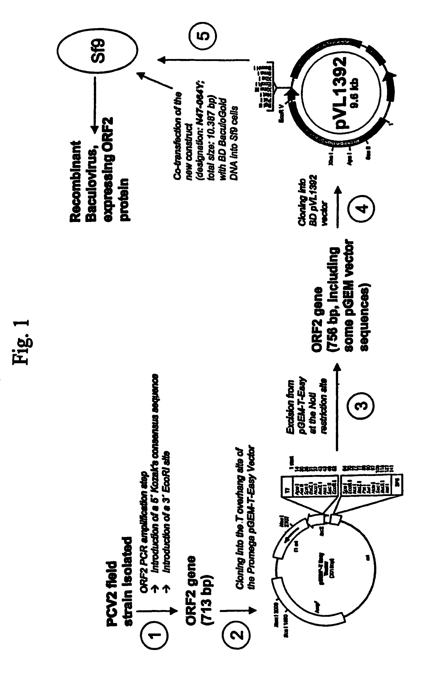 PCV2 immunogenic compositions and methods of producing such compositions