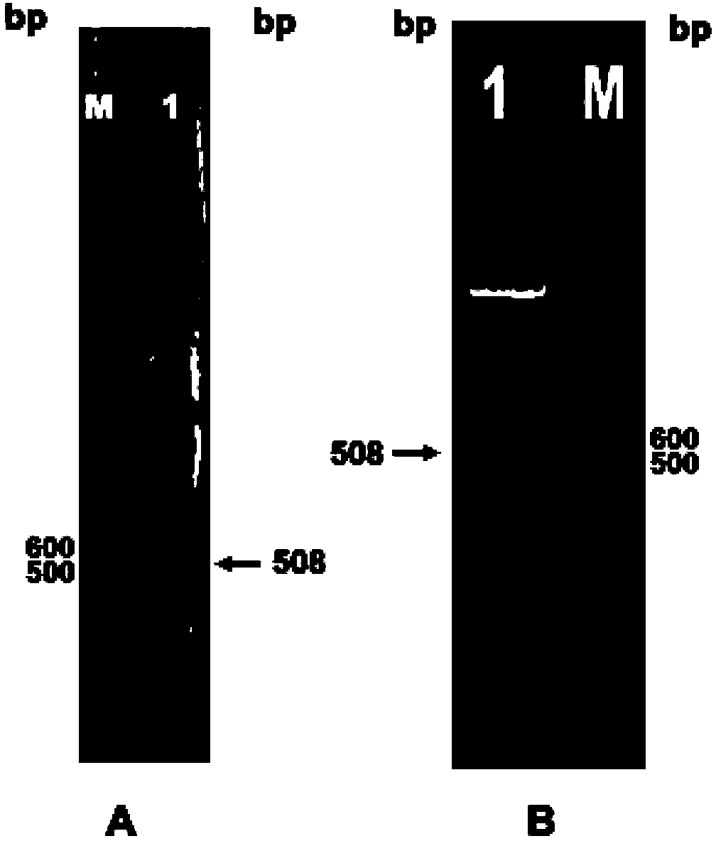 Microalgae chloroplast carrier for efficient cloning and expression and application thereof