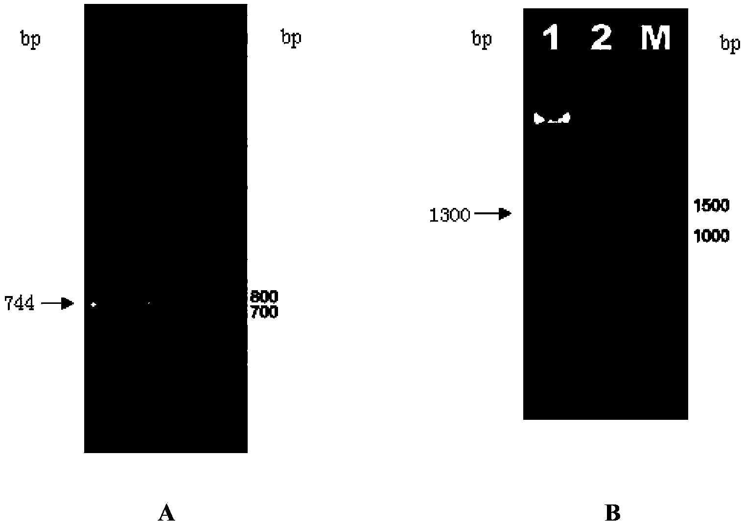 Microalgae chloroplast carrier for efficient cloning and expression and application thereof