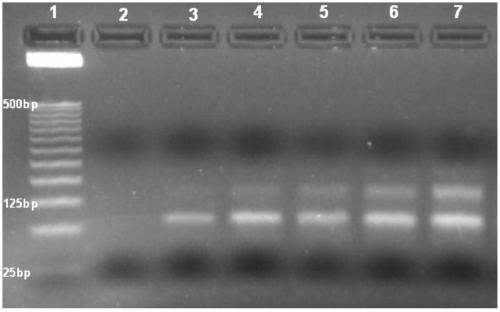 Nucleic acid aptamer and its application in non-alcoholic fatty liver cells