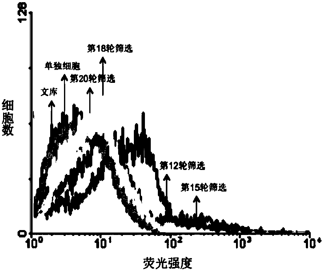 Nucleic acid aptamer and its application in non-alcoholic fatty liver cells