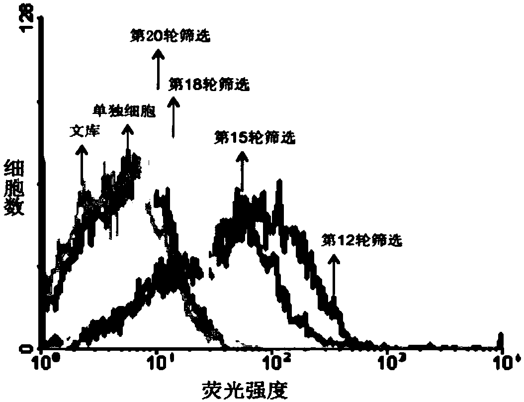 Nucleic acid aptamer and its application in non-alcoholic fatty liver cells