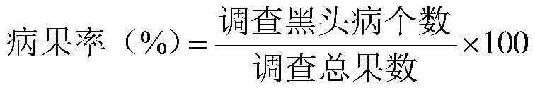 Method for preventing and treating blackhead disease of kiwi fruit by adopting traditional Chinese medicine agricultural production mode and application