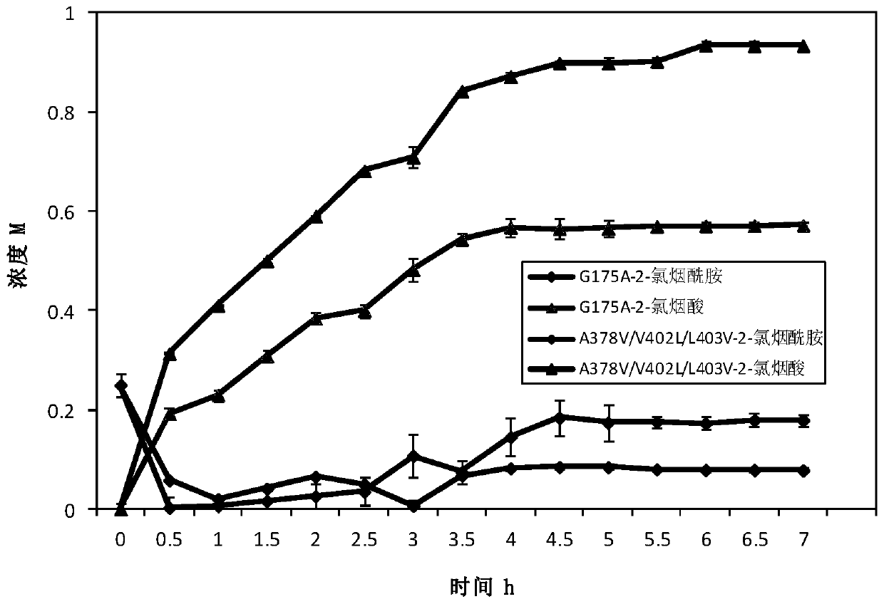 Amidase mutant and application thereof in catalytic synthesis of 2-chloronicotinic acid