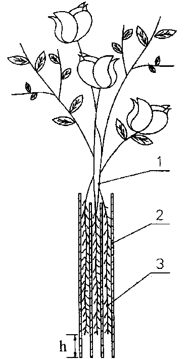 Method for culturing ornamental plant by utilizing water-absorbing cloth