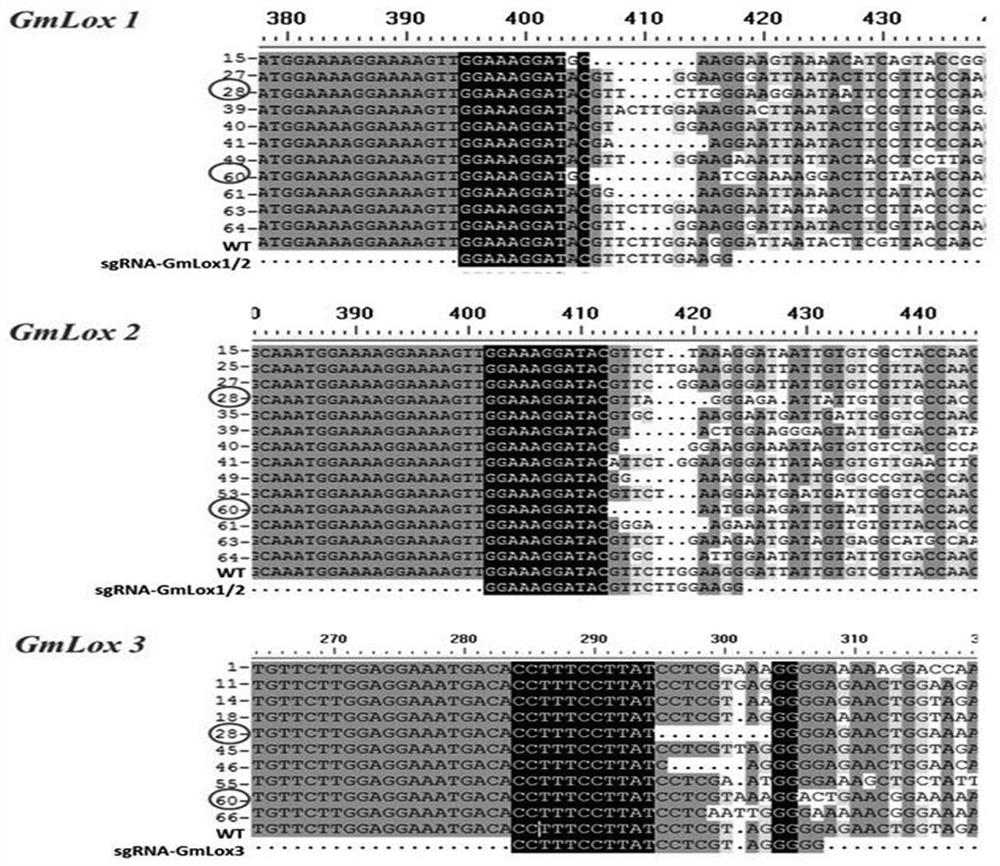 Method and application of CRISPR-Cas9 specific knockout of soybean lipoxygenase gene