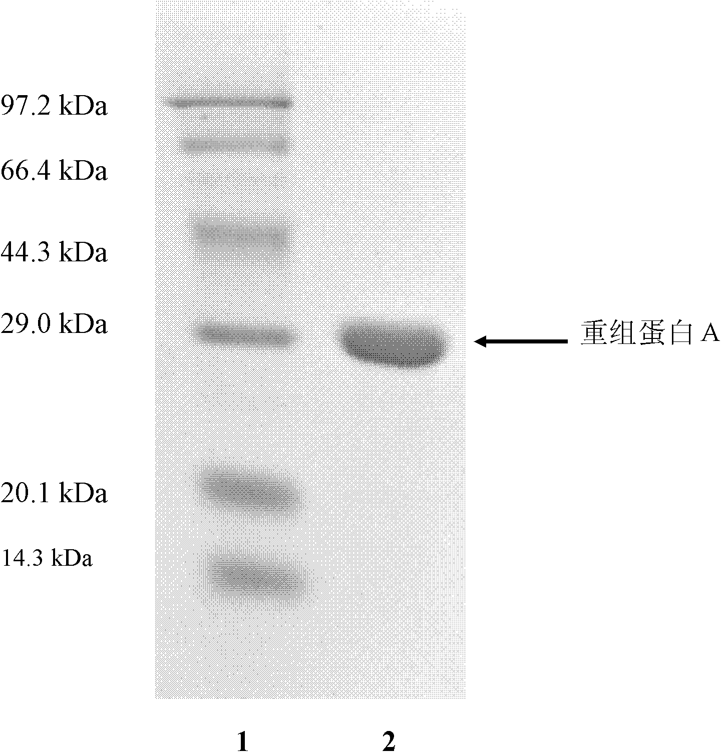 Separation and purification method of recombinant proteins A