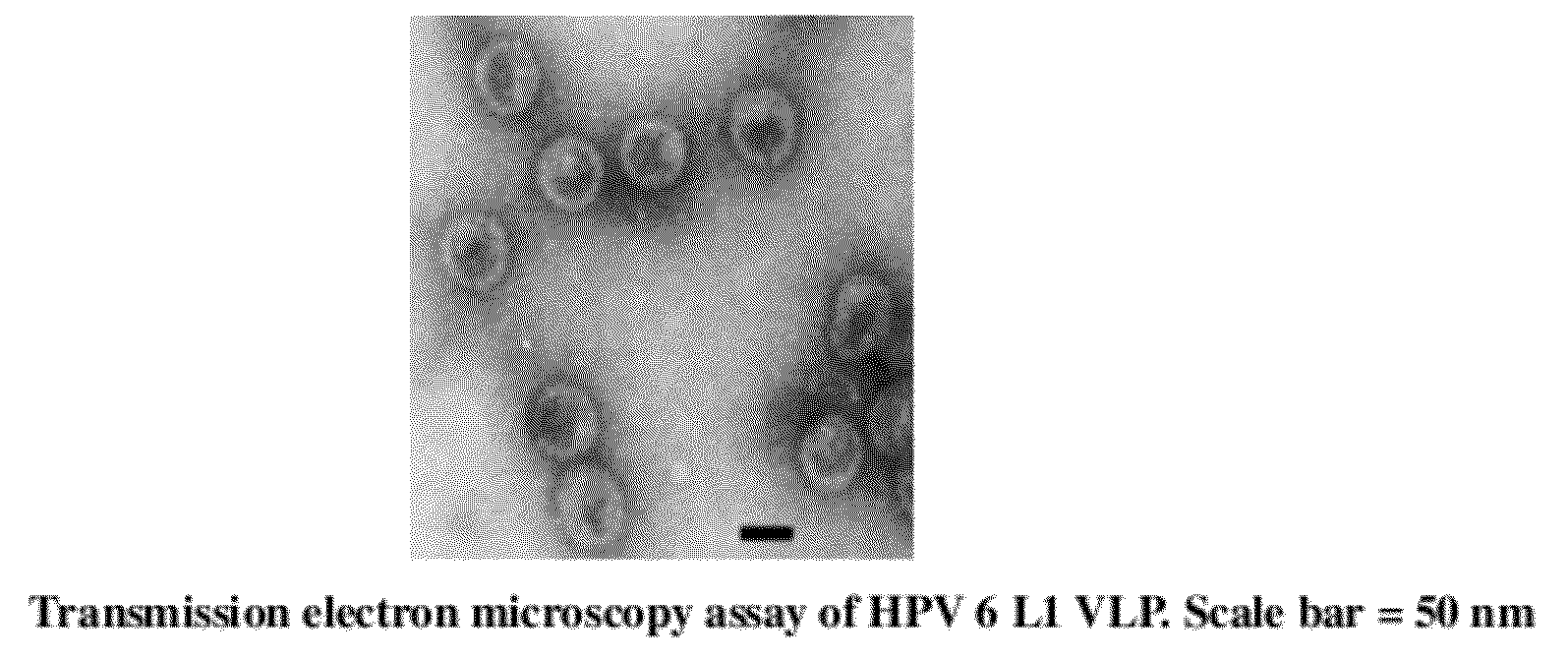 Virus-like particles of capsid proteins from human papillomavirus type 16/58/18/6/11 and the method for preparation and the uses thereof