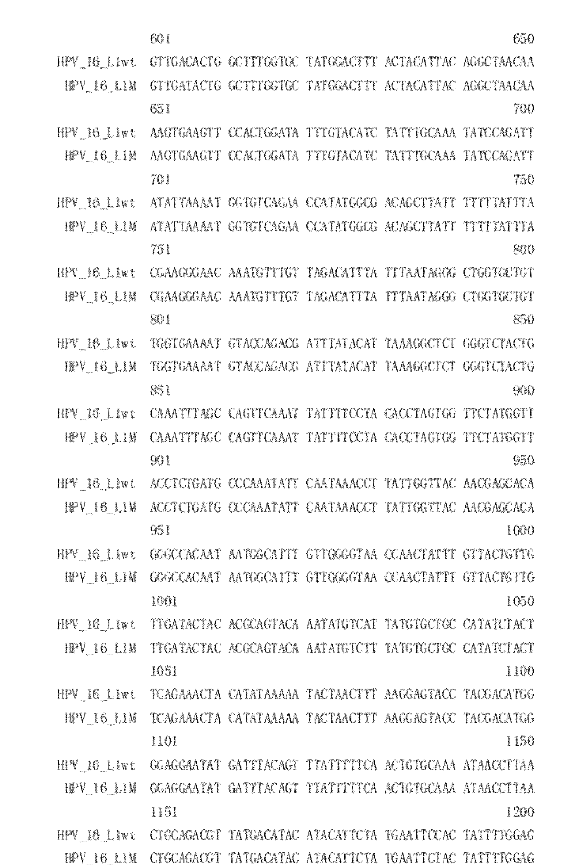 Virus-like particles of capsid proteins from human papillomavirus type 16/58/18/6/11 and the method for preparation and the uses thereof