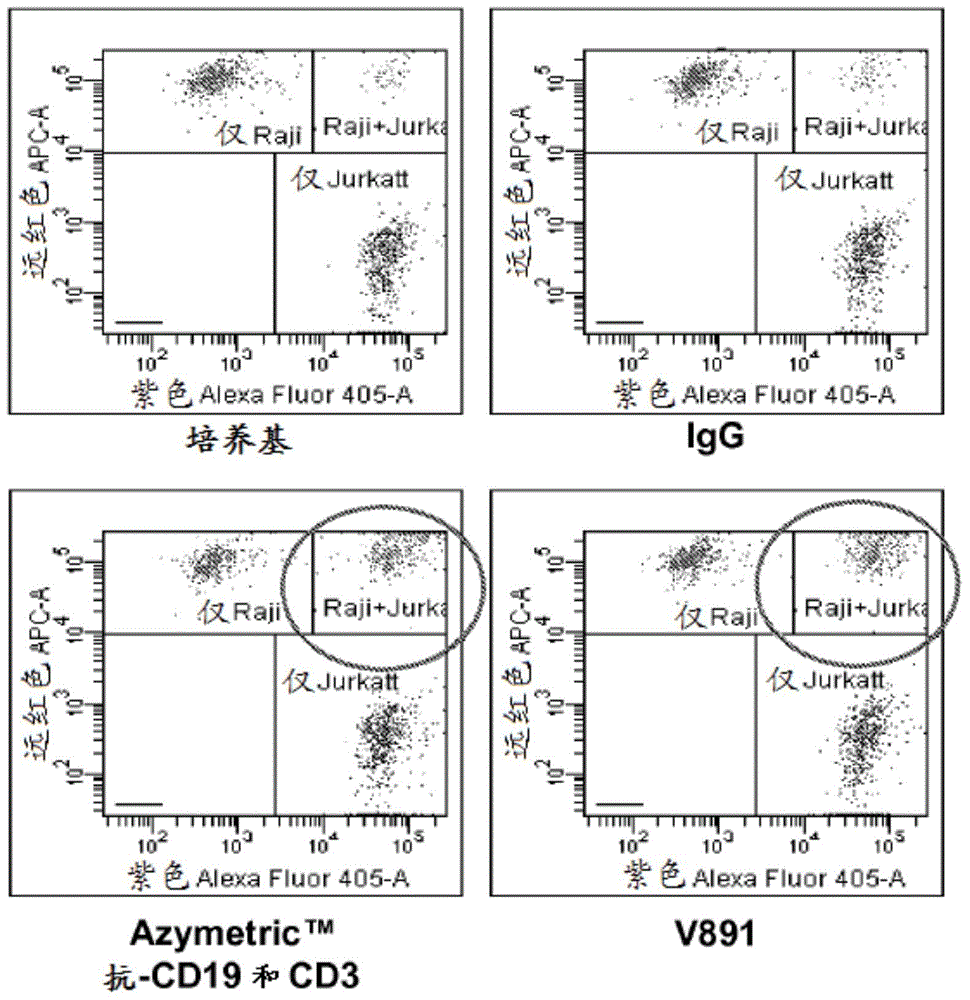 Bispecific asymmetric heterodimers comprising anti-cd3 constructs