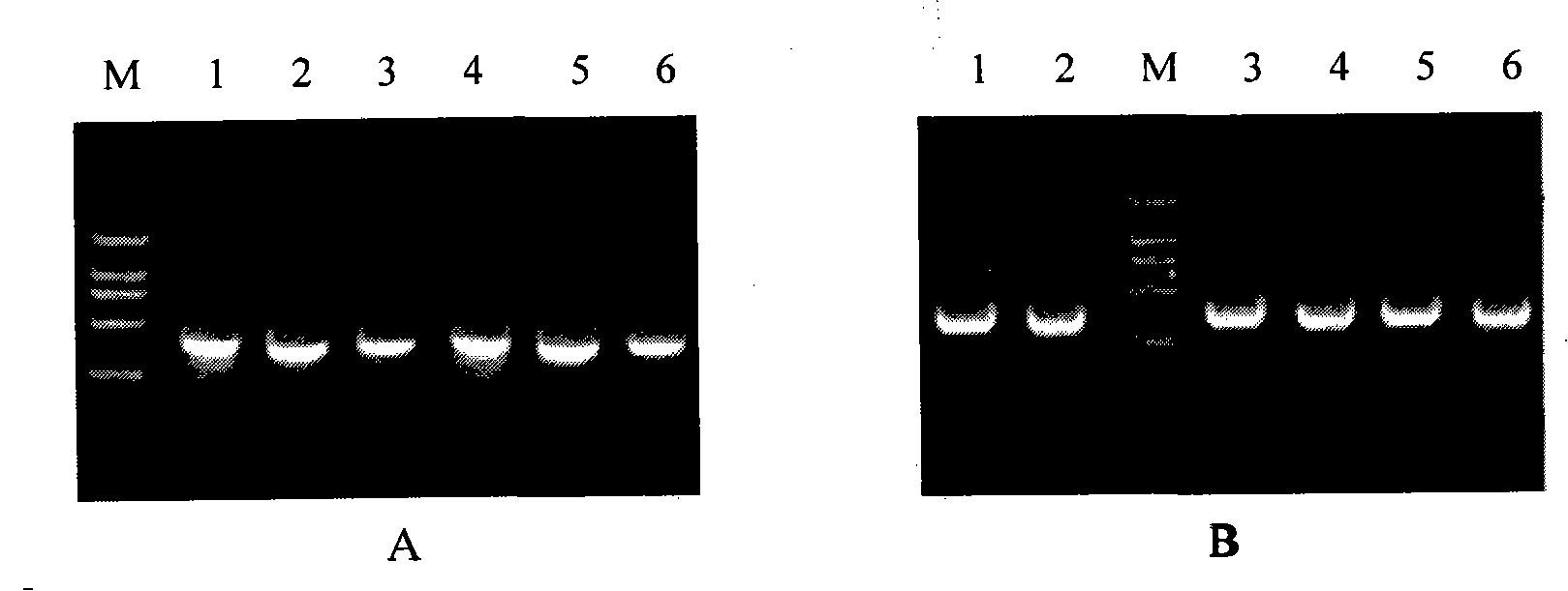 Humanized neutralizing antibody against rabies virus, method for preparing same and use