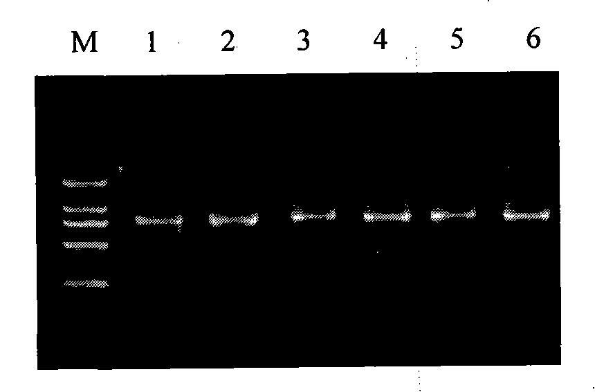 Humanized neutralizing antibody against rabies virus, method for preparing same and use