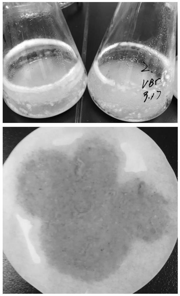 A kind of Fusarium strain and method for producing d-pantolactone hydrolase by fermentation