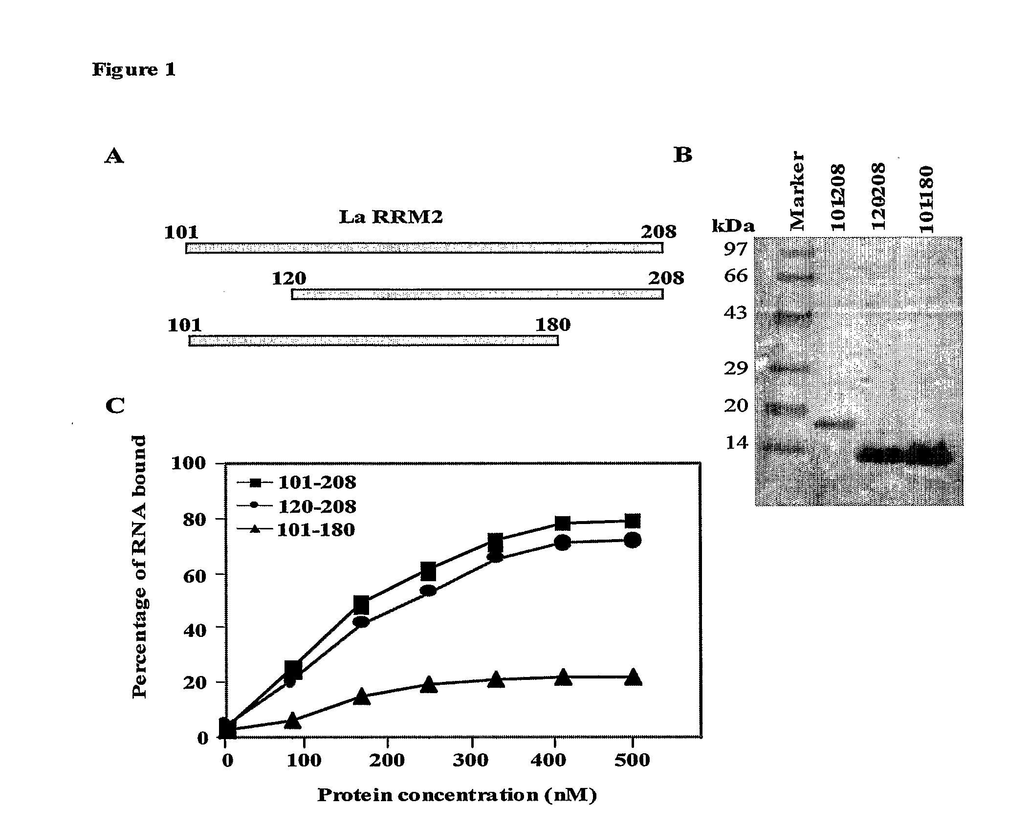 Antiviral Peptide Against Hepatitis C Virus