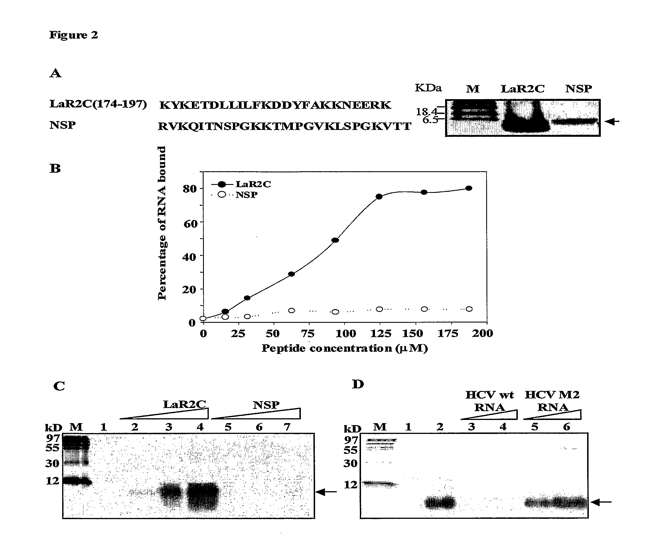 Antiviral Peptide Against Hepatitis C Virus