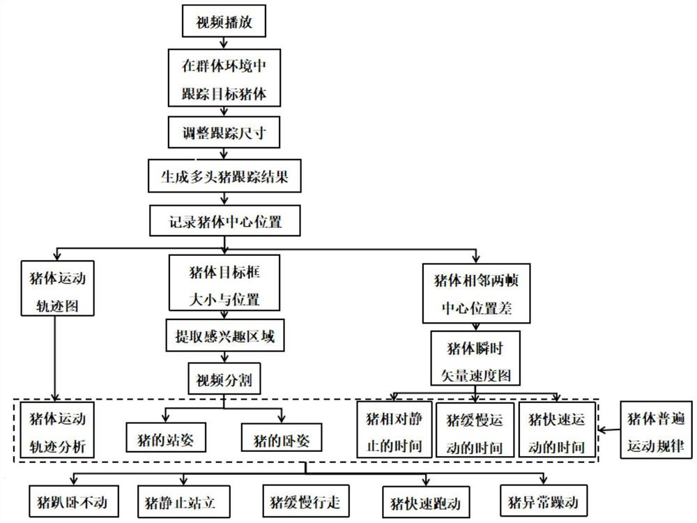 Extraction and behavior analysis method of multi-pig body movement trajectory in group environment