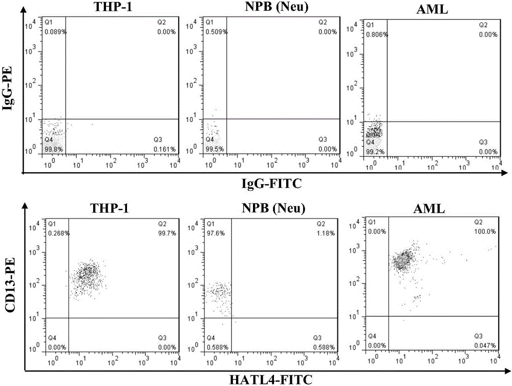 Method for detecting protease-4 of human airway trypsin sample by using flow cytometry