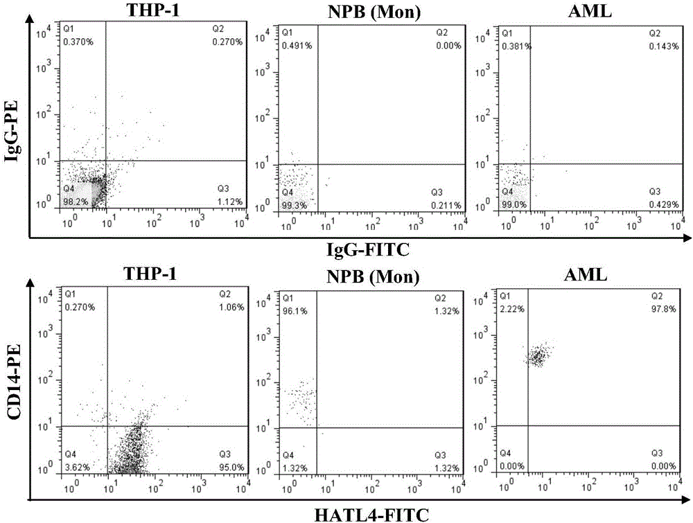 Method for detecting protease-4 of human airway trypsin sample by using flow cytometry