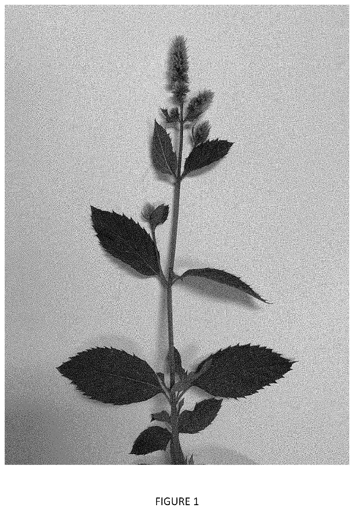 Mentha Plant Named 'Columbia'