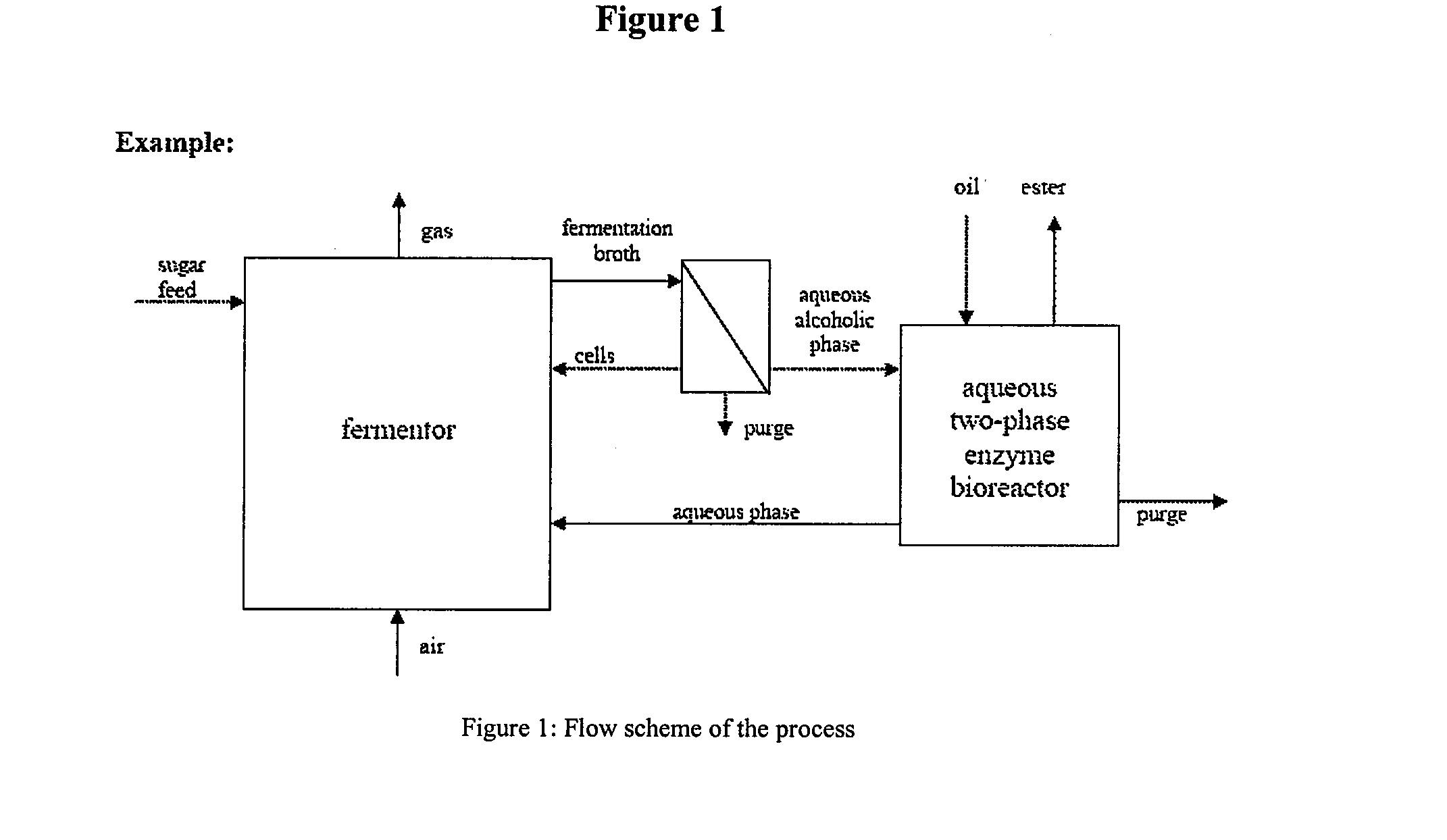 Process for the Production of Fatty Acid Alkyl Esters