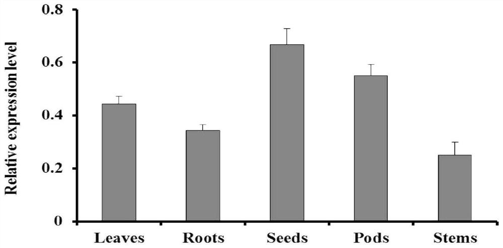 A soybean lipid transporter gene gmabca9 and its application