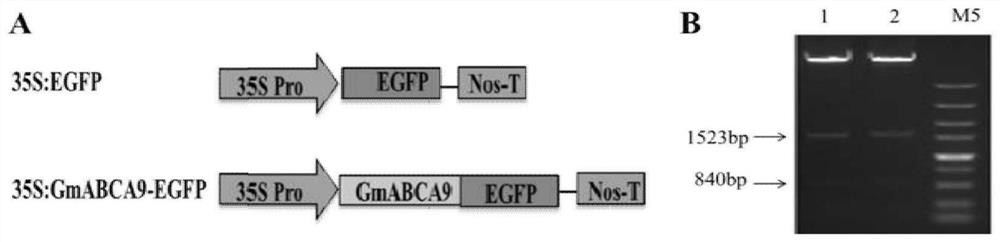 A soybean lipid transporter gene gmabca9 and its application