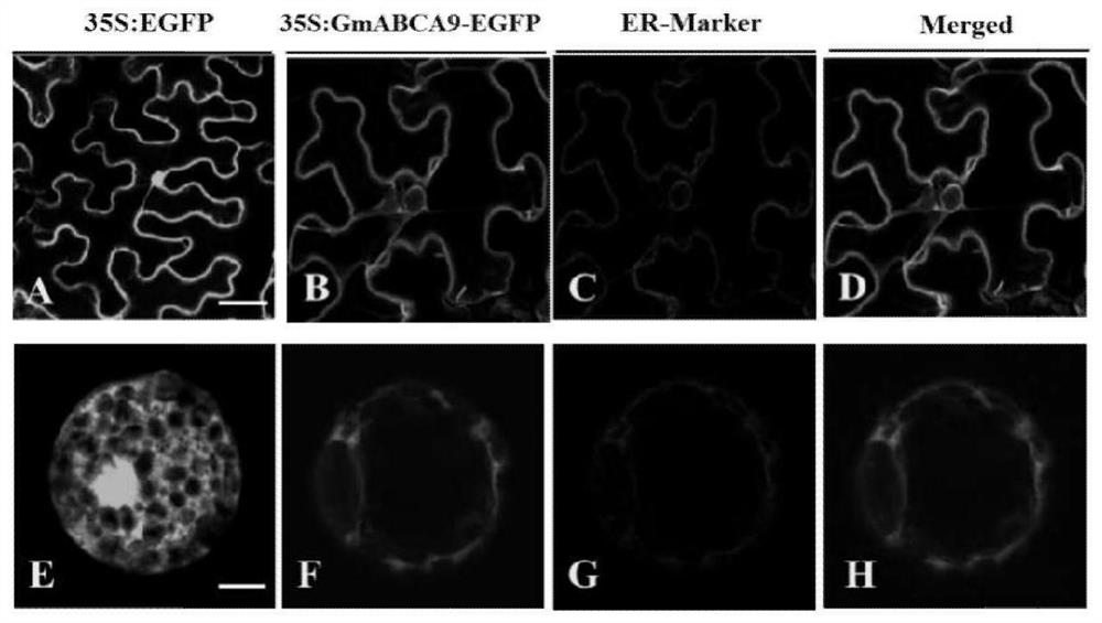 A soybean lipid transporter gene gmabca9 and its application