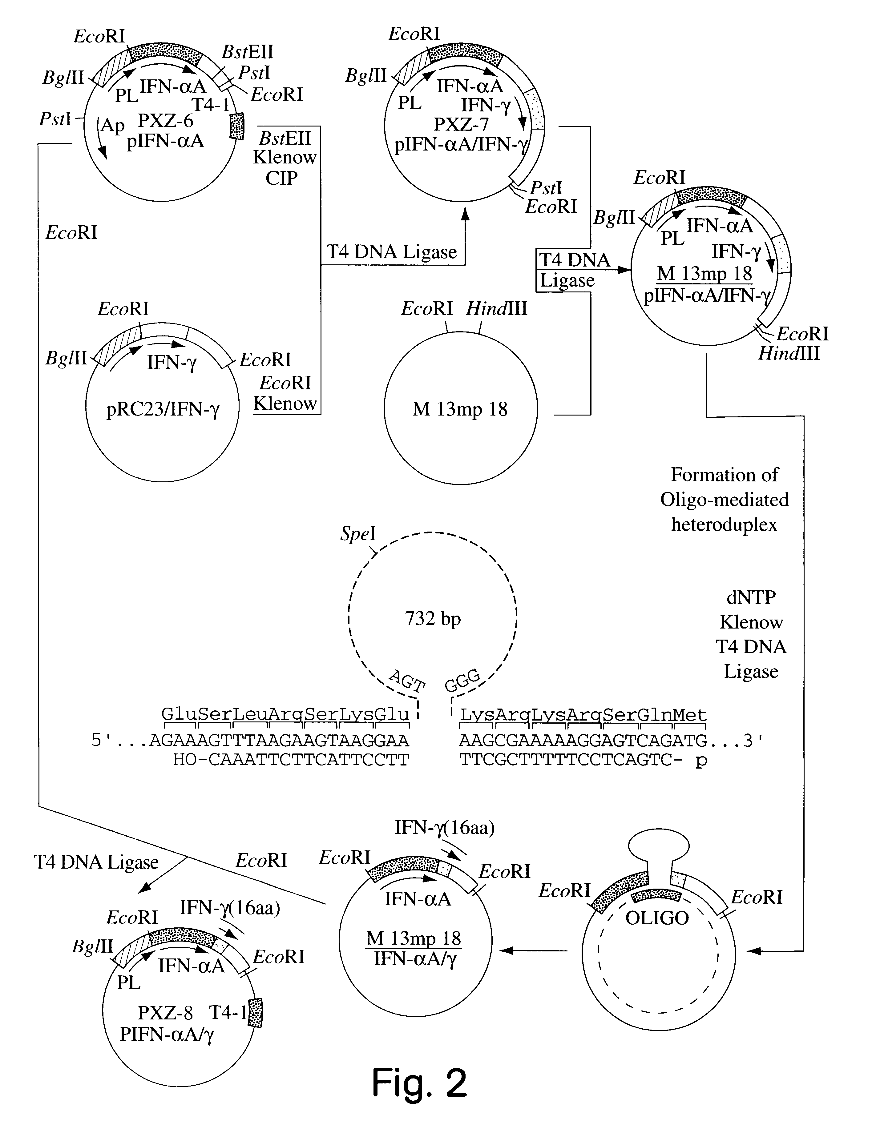 Constructs for producing phosphorylated fusion proteins