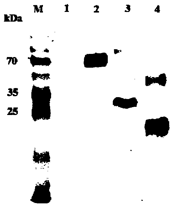 Truncated e2 protein of swine fever virus and its application