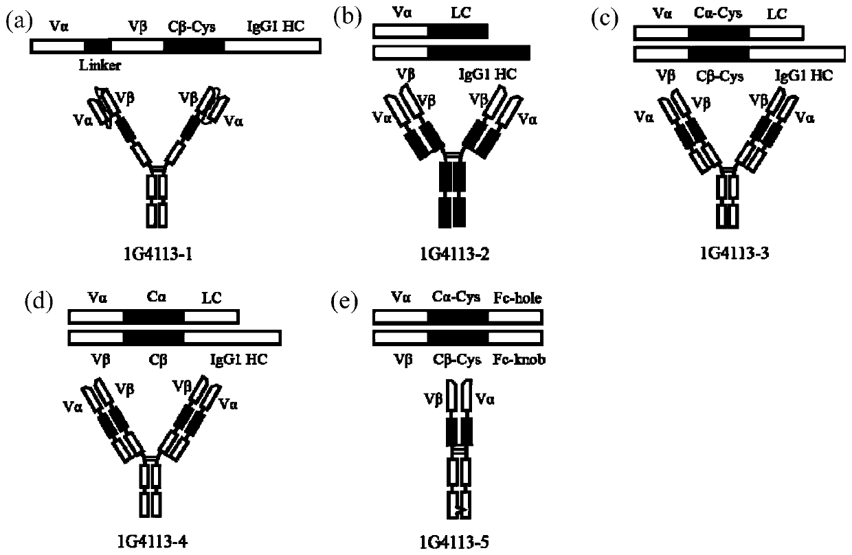 Recombinant antibody-like T cell antigen receptor, T cell antigen receptor conjugate, bi-specific molecule and application