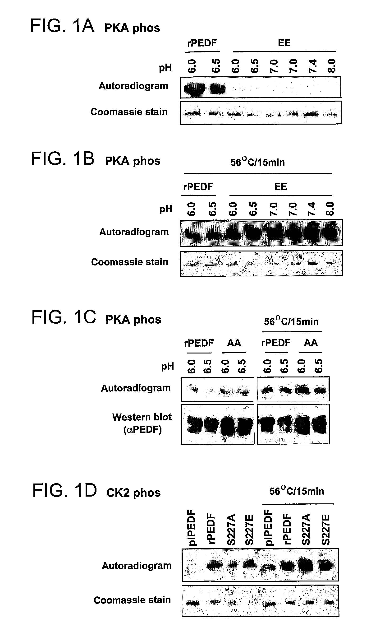 Variants of pigment epithelium derived factor and uses thereof