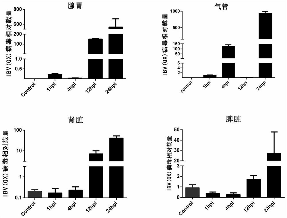 Gene knockout cell line capable of replicating IBV virus QX subtype strain as well as construction method and application of gene knockout cell line