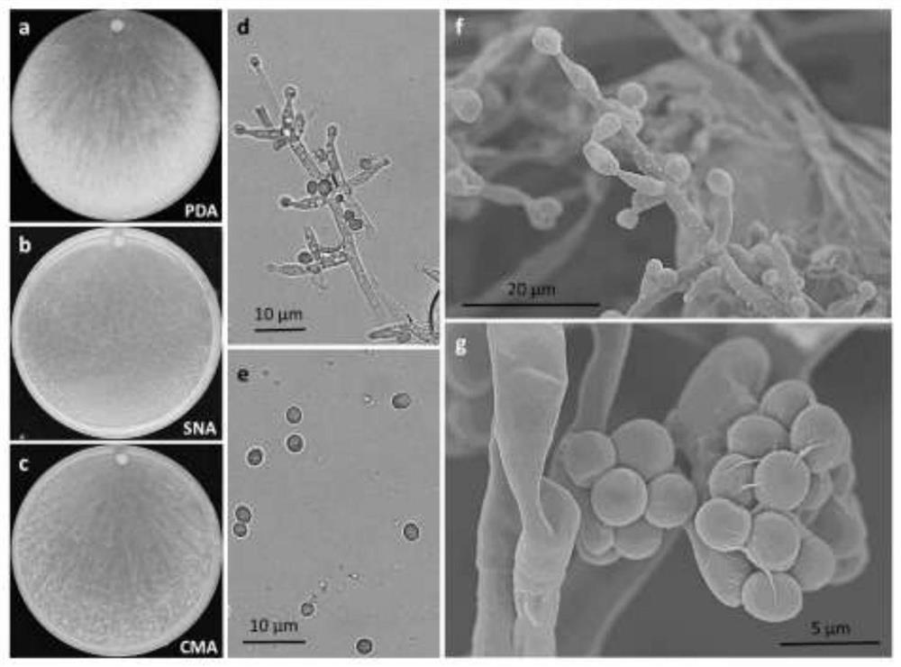 A Saline-alkali-tolerant New Trichoderma and Its Application