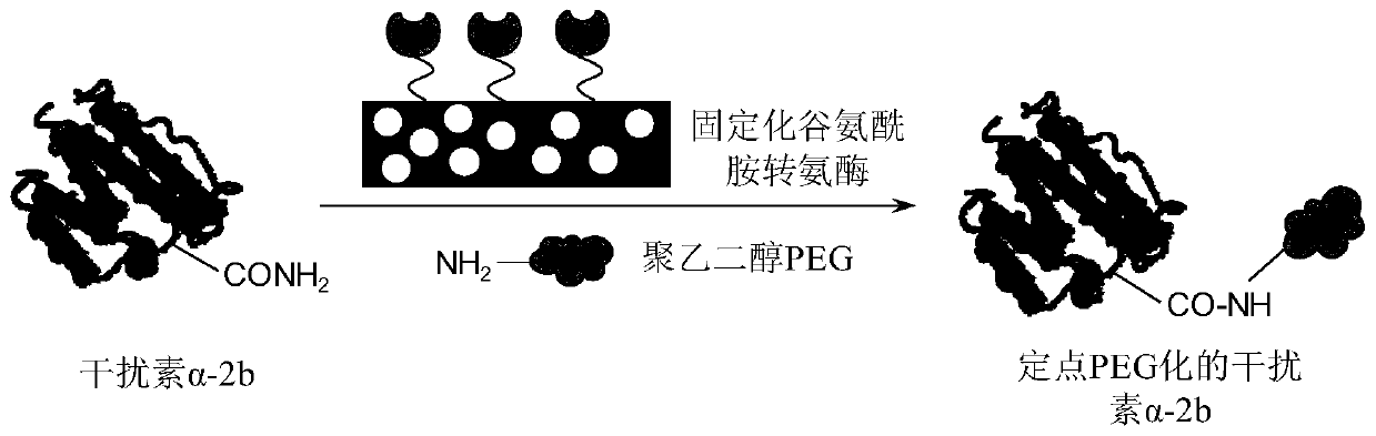 Method for carrying out fixed-point polyethylene glycol long-acting modification on interferon IFN alpha-2b