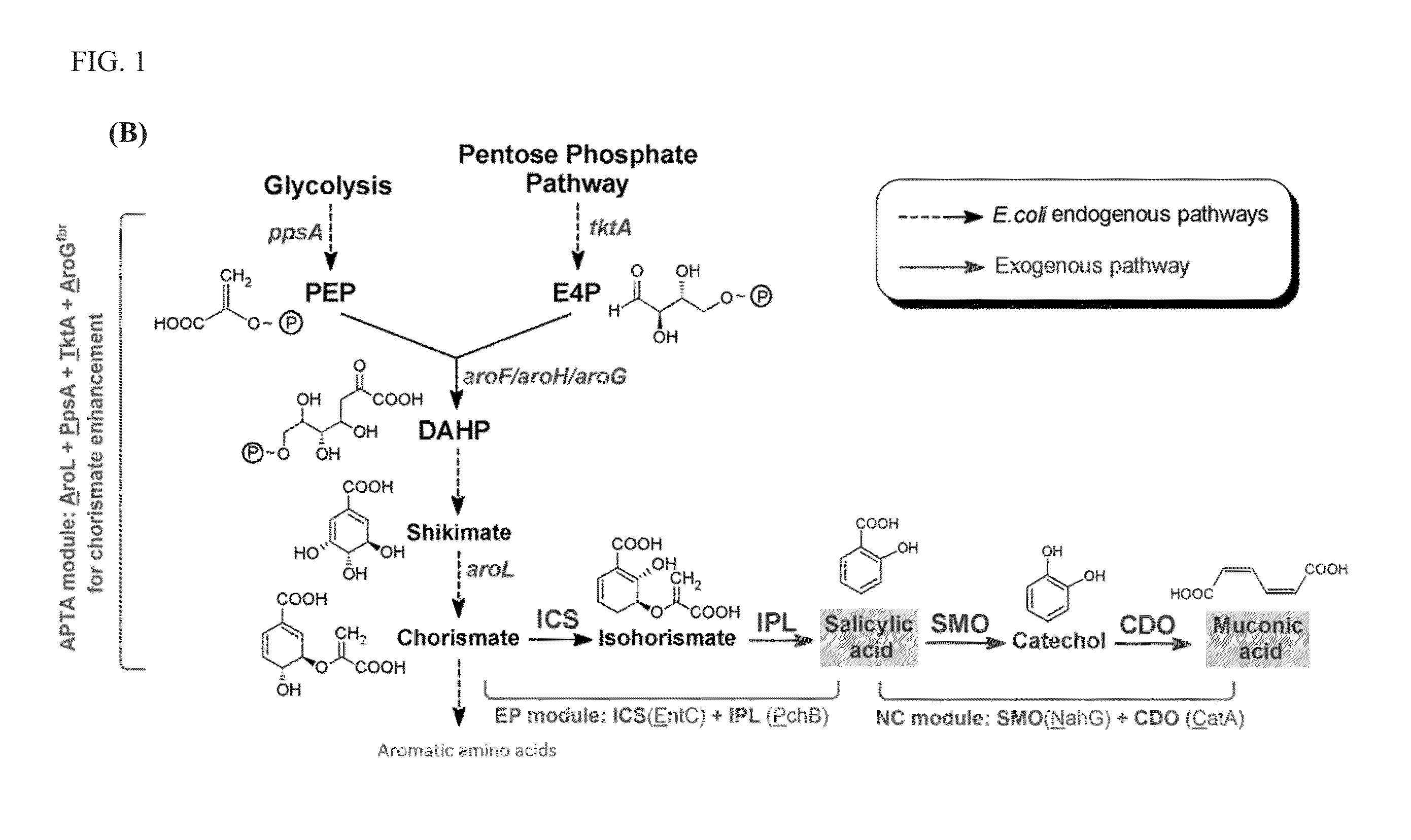 Microbial production of muconic acid and salicylic acid