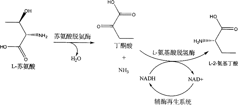 Method for producing L-2-aminobutyric acid